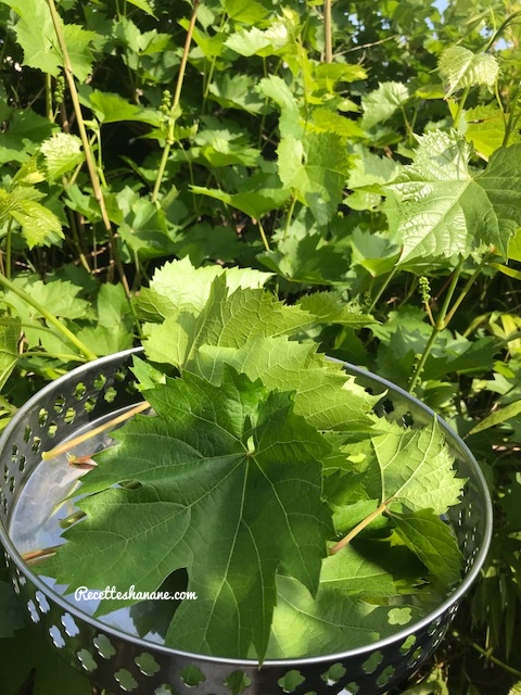 c_de_camplong_blanc_feuille_de_vignes