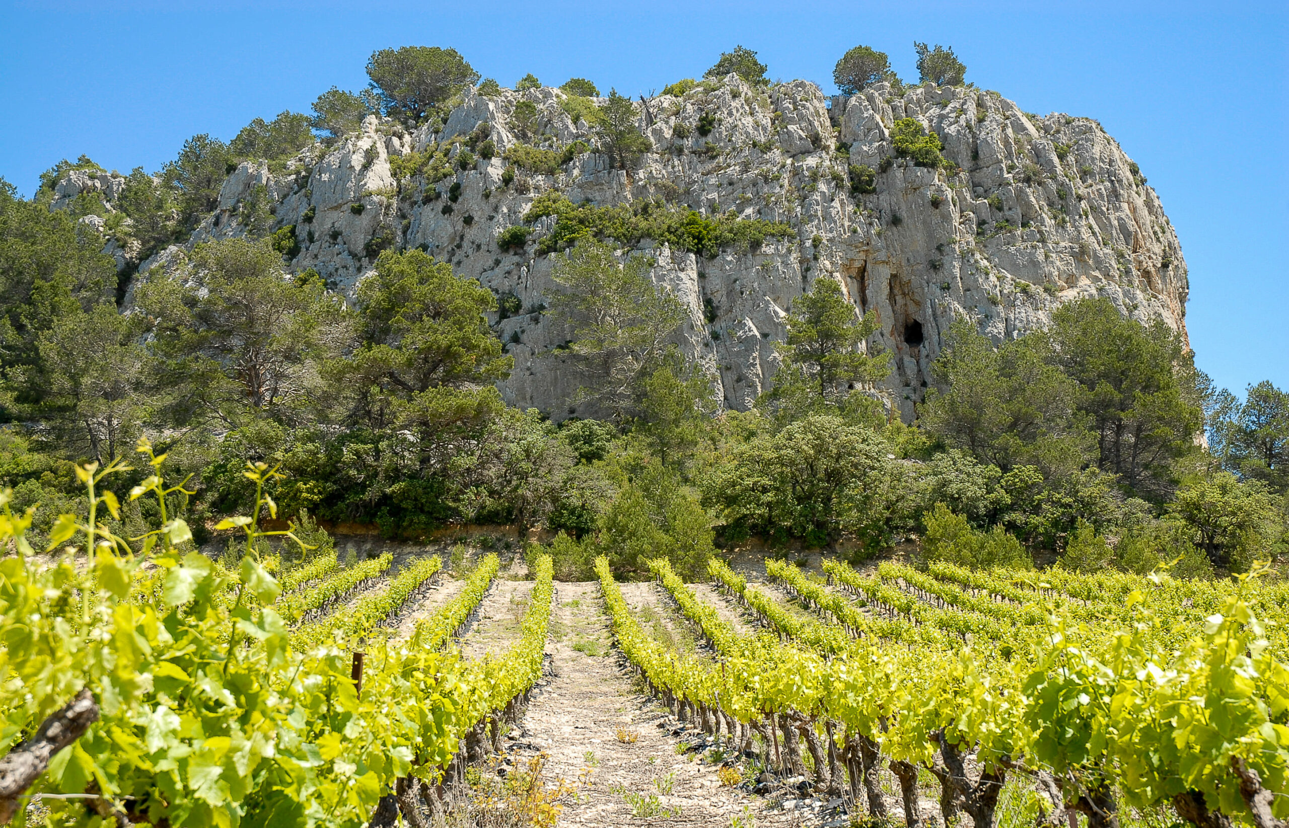 cave_de_gruissan_vignoble_6